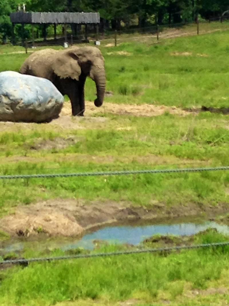 An African bush elephant at the safari at Six Flags Great Adventure in Jackson