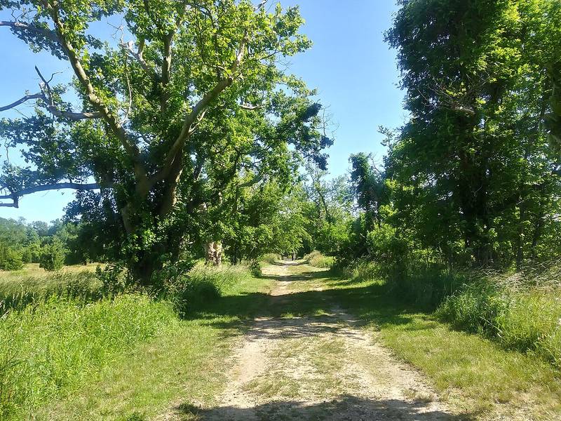 A wooded trail in Weltz Park, Ocean Township